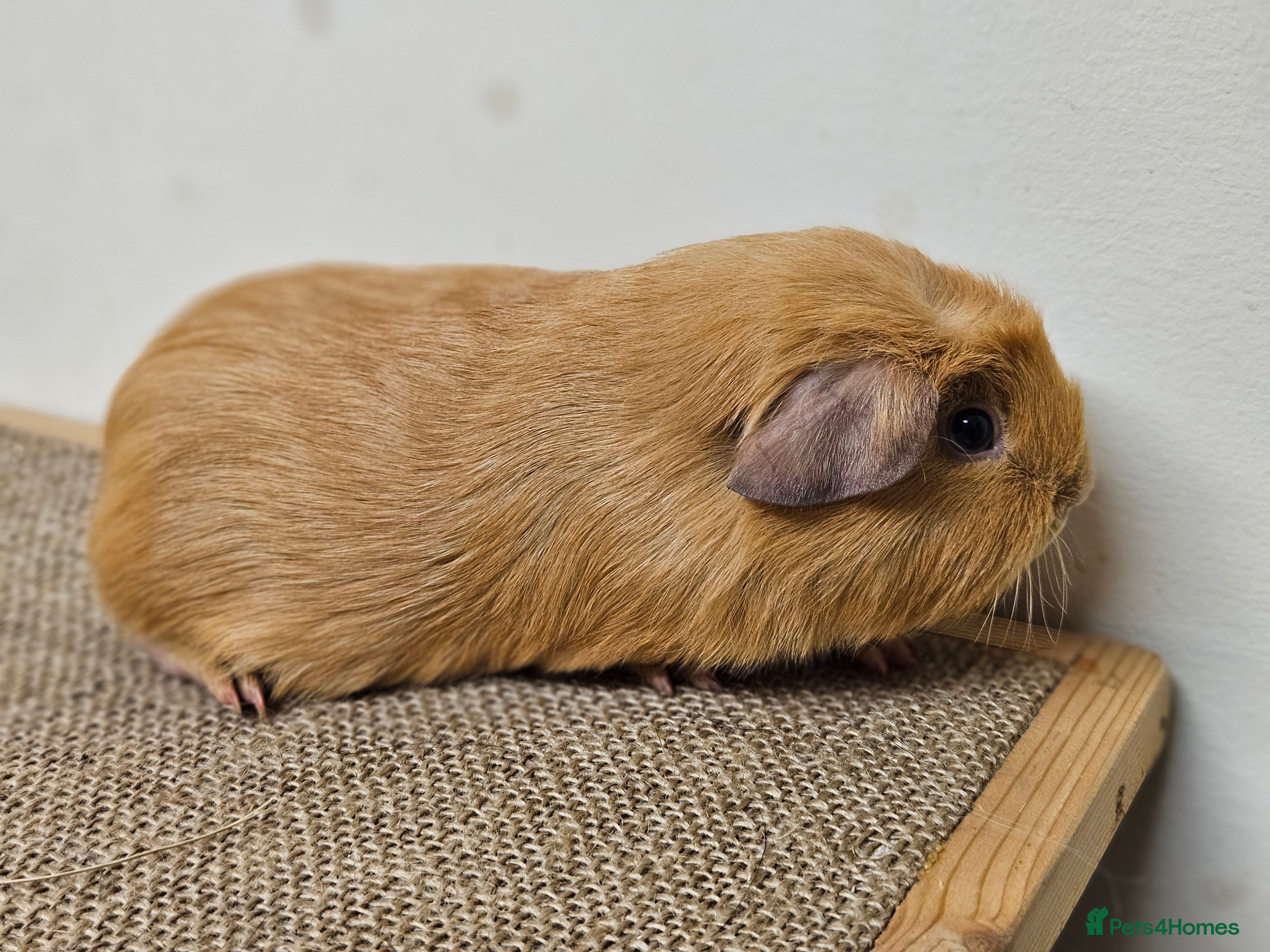 Guinea Pig rodents Single baby boys for bonding with an solo adult - Advert 6