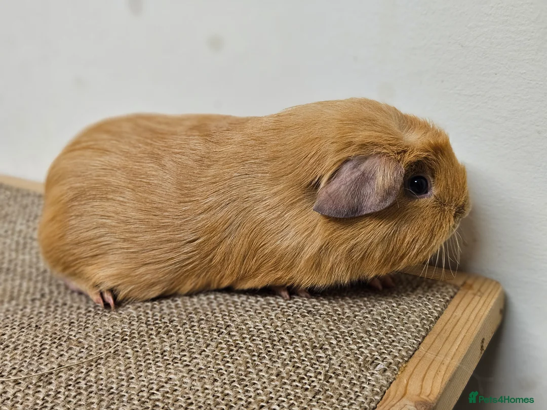 Guinea Pig rodents for sale: Single baby boys for bonding with an solo adult - Advert 1