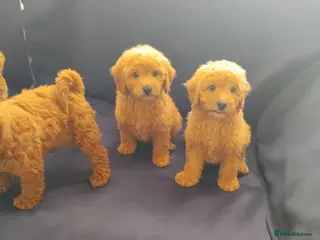 Cavapoo dogs Beautiful cavapoo puppies - Advert 1