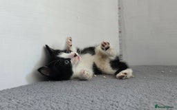 Mixed Breed cats for sale: Two kittens available - Image 6