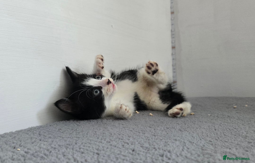 Mixed Breed cats for sale: Two kittens available - Image 6