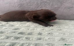 Shih Tzu dogs for sale: Stunning solid KC chocolate puppies  - Image 7