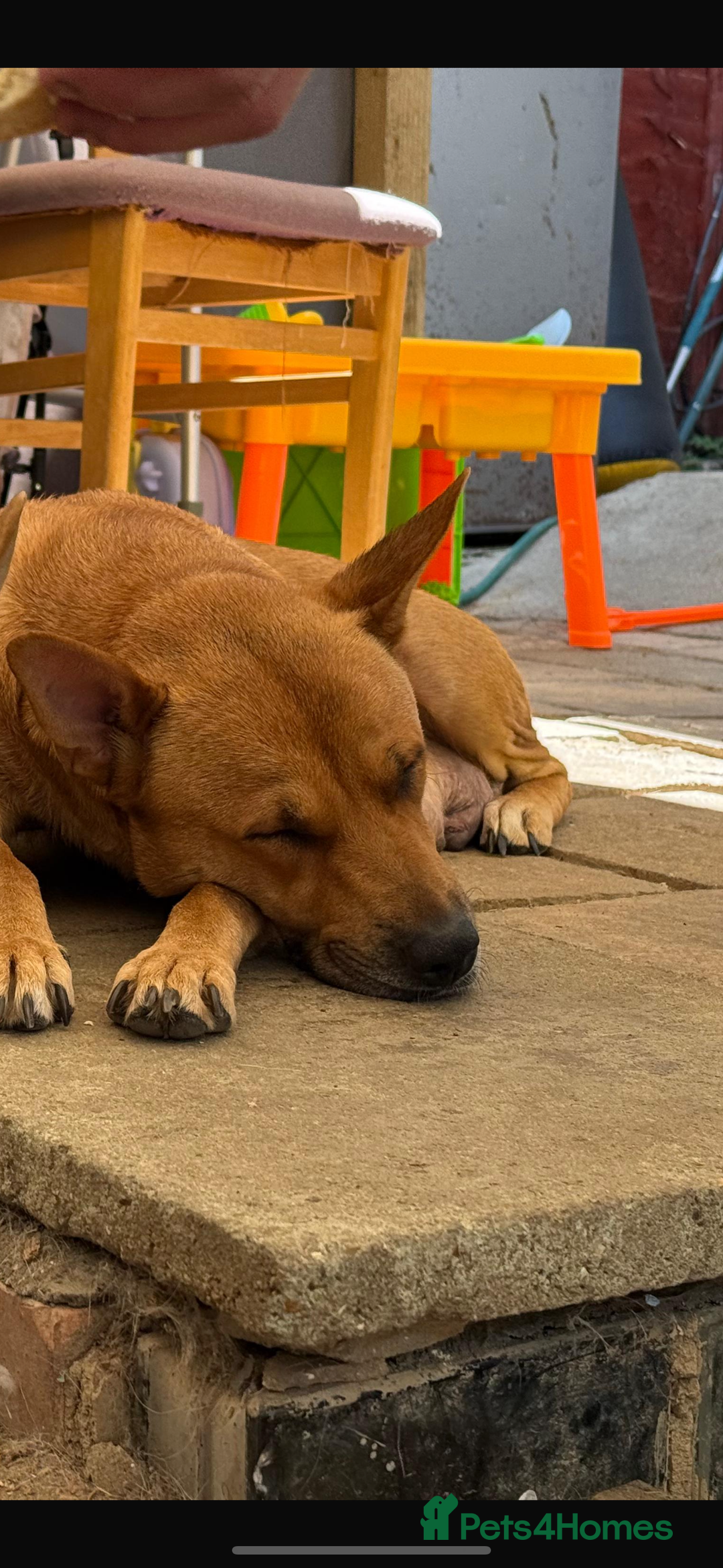 Mixed Breed dogs for sale: This is little Lexi  - Advert 5