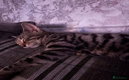 Bengal cats for sale: Rehome  - Image 3