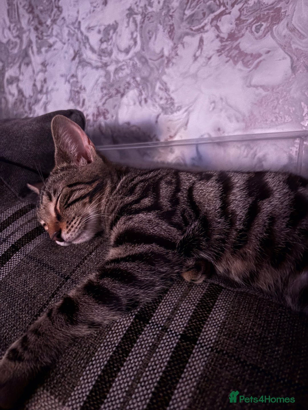 Bengal cats for sale: Rehome  - Image 3