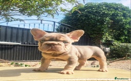 French Bulldog dogs for sale: Beautiful French bulldogs - Image 36