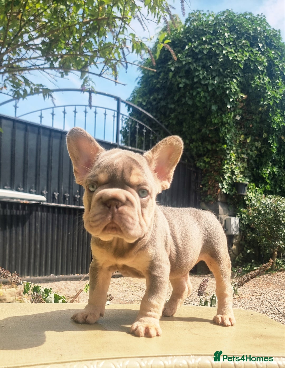 French Bulldog dogs for sale: Beautiful French bulldogs - Image 36