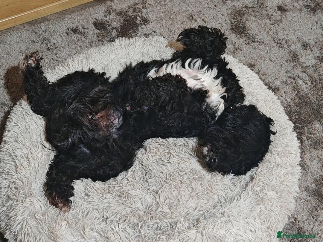 Cockapoo dogs for sale: Cockapoo puppies  - Advert 3