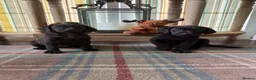 Labrador Retriever dogs for sale: READY NOW Beautiful KC reg girls - health tested - Advert 6