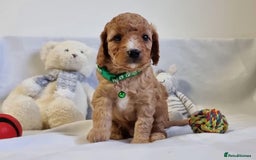 Cockapoo dogs for sale: Amazing rose cockapoos pups available  - Image 2