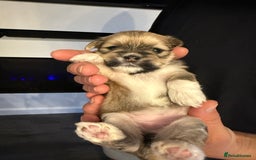 Lhasa Apso dogs for sale: 6 beautiful Lhasa apsos  - Image 39