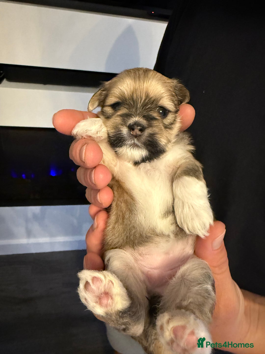 Lhasa Apso dogs for sale: 6 beautiful Lhasa apsos  - Image 39
