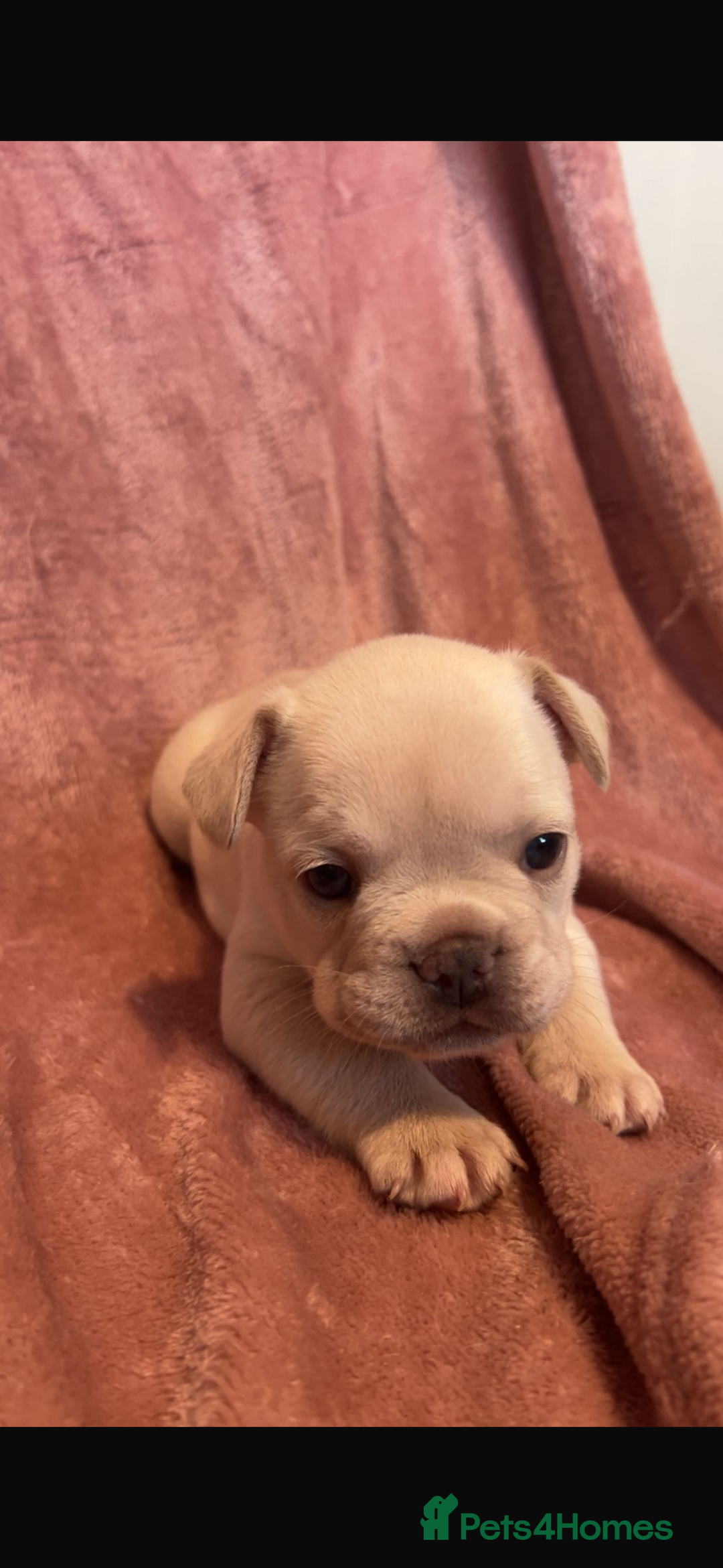 French Bulldog dogs for sale: last girl ready to leave now 🐾⚡️ - Advert 31
