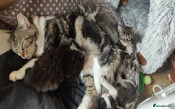 Mixed Breed cats for sale: Stunning long hair kittens for sale - Image 27