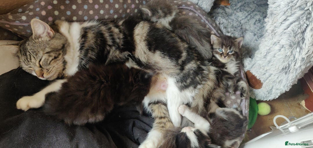 Mixed Breed cats for sale: Stunning long hair kittens for sale - Image 27