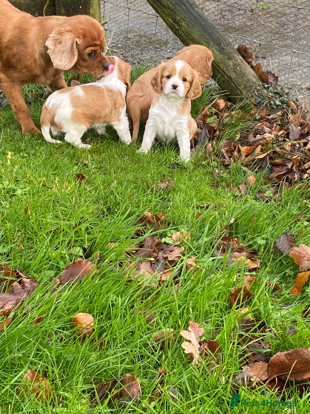 Cavalier King Charles Spaniel dogs for sale: 🐶🐶 Beautiful Cavalier King Charles Spaniel pupps - Advert 12