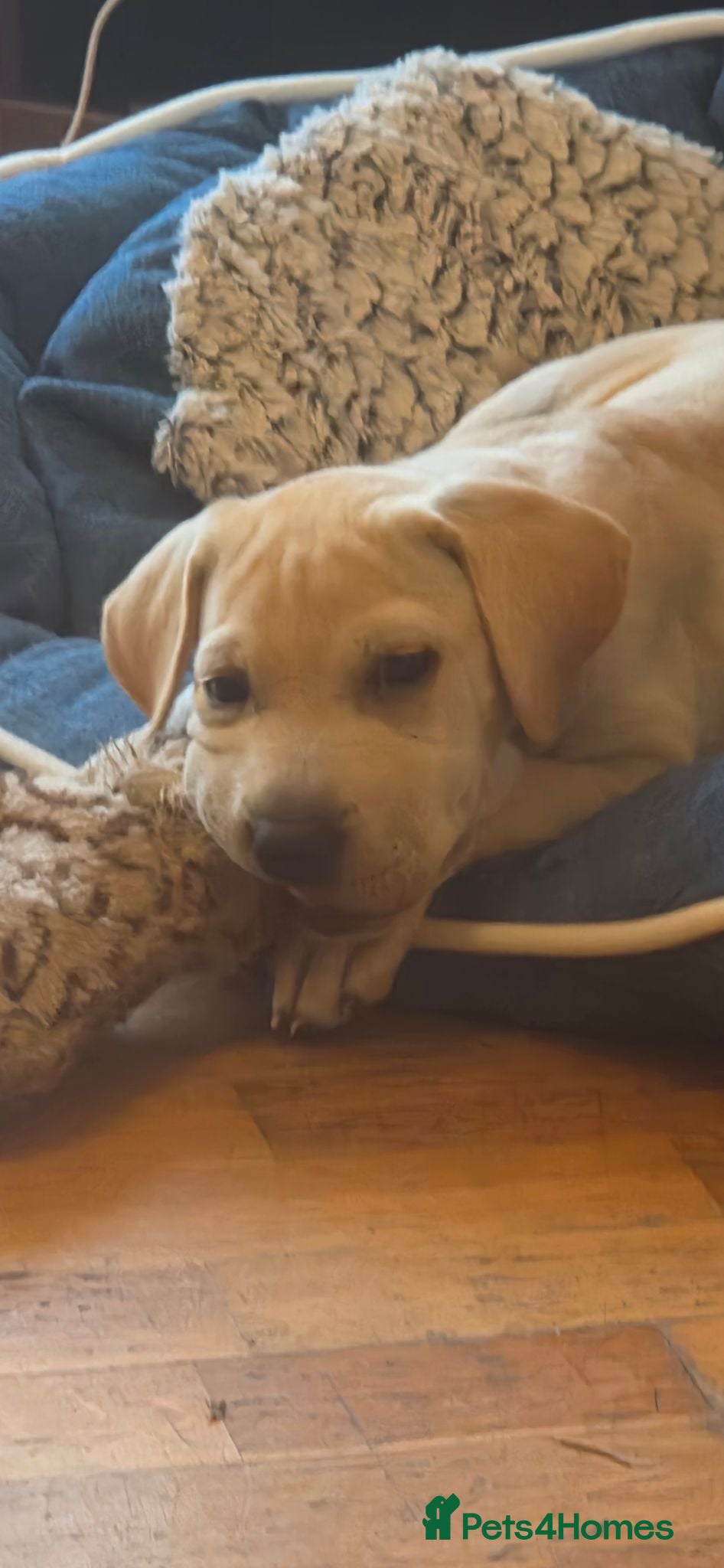 Mixed Breed dogs Labrador x bulldog  - Advert 1