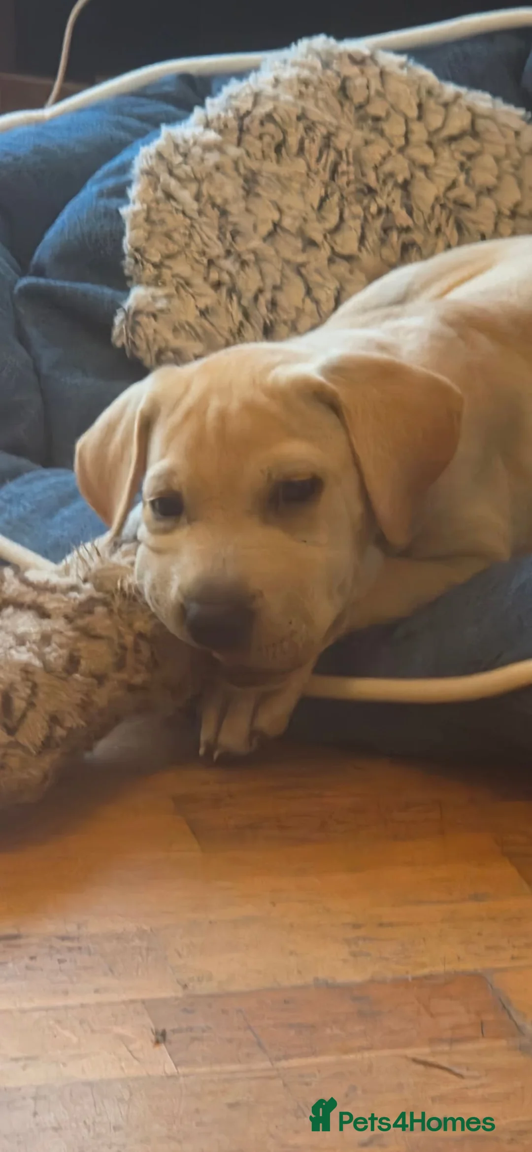 Mixed Breed dogs for sale: Labrador x bulldog  - Advert 1