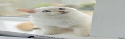Ragdoll cats for sale: GCCF ACTIVE Cream Colourpoint Ragdoll - Advert 2