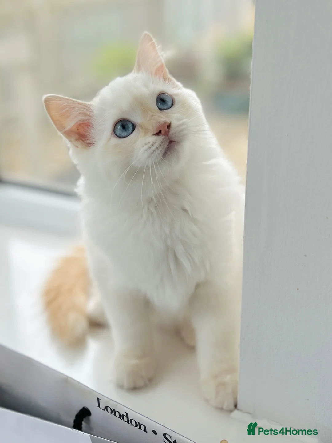 Ragdoll cats for sale: GCCF ACTIVE Cream Colourpoint Ragdoll - Advert 2