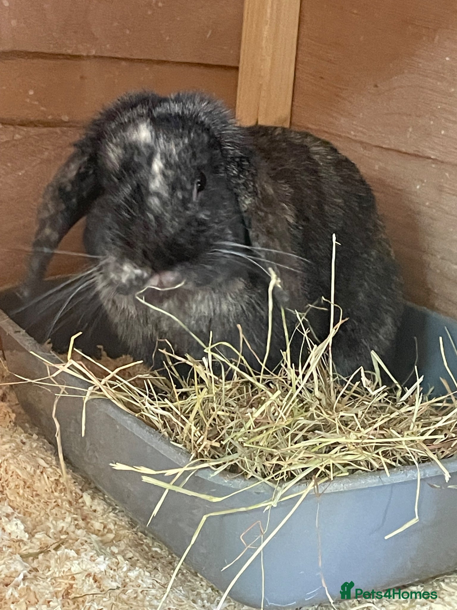 Mini Lop rabbits Beautiful mini lops - Advert 2