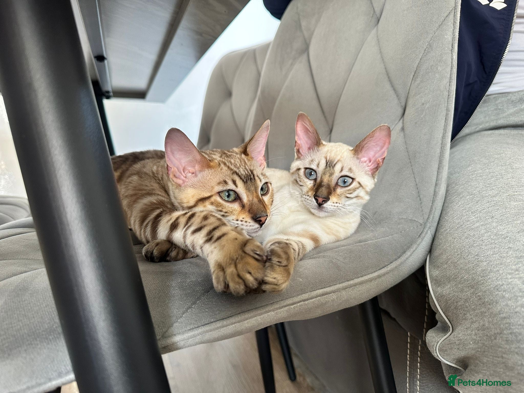 Bengal cats Albino & Snow Lynx Bengal Kittens, TICA Regs - Advert 2