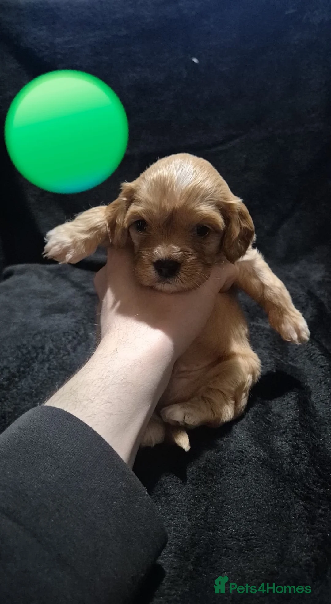 Cava Tzu dogs for sale: Cava-Tzu pups - Advert 4