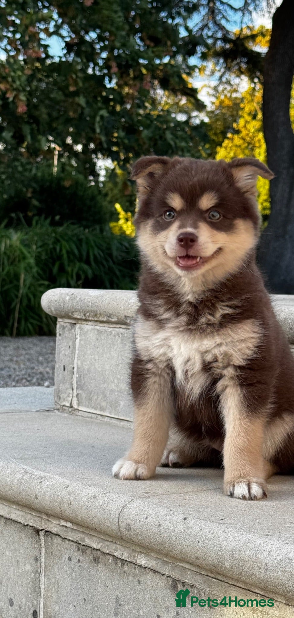 Pomsky dogs Beautiful brown Pomsky  - Advert 12