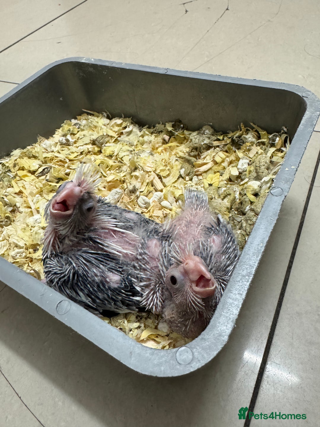 Cockatiels birds for sale: Cockatiel baby  - Advert 1