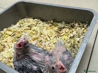 Cockatiels birds Cockatiel baby - Advert 1