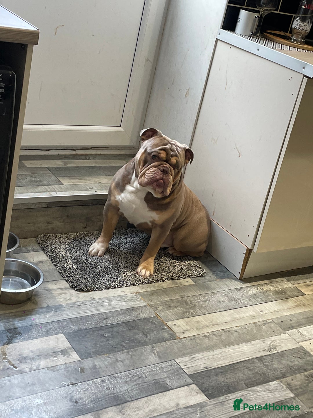 English Bulldog dogs for sale: Lilac & Tan English Bulldog 3 Yr Old MALE - Image 4