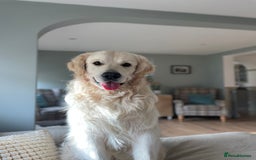 Golden Retriever dogs for stud: KC REGISTERED STUNNING STUD DOG in Beverley - Image 2