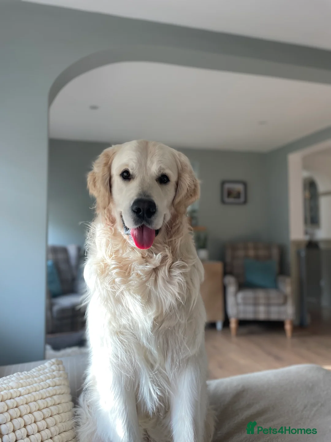 Golden Retriever dogs for stud: Cream Golden Retriever Stud in Beverley - Advert 2