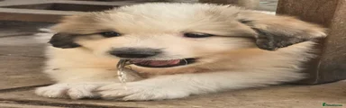 Pyrenean Mountain Dog 10