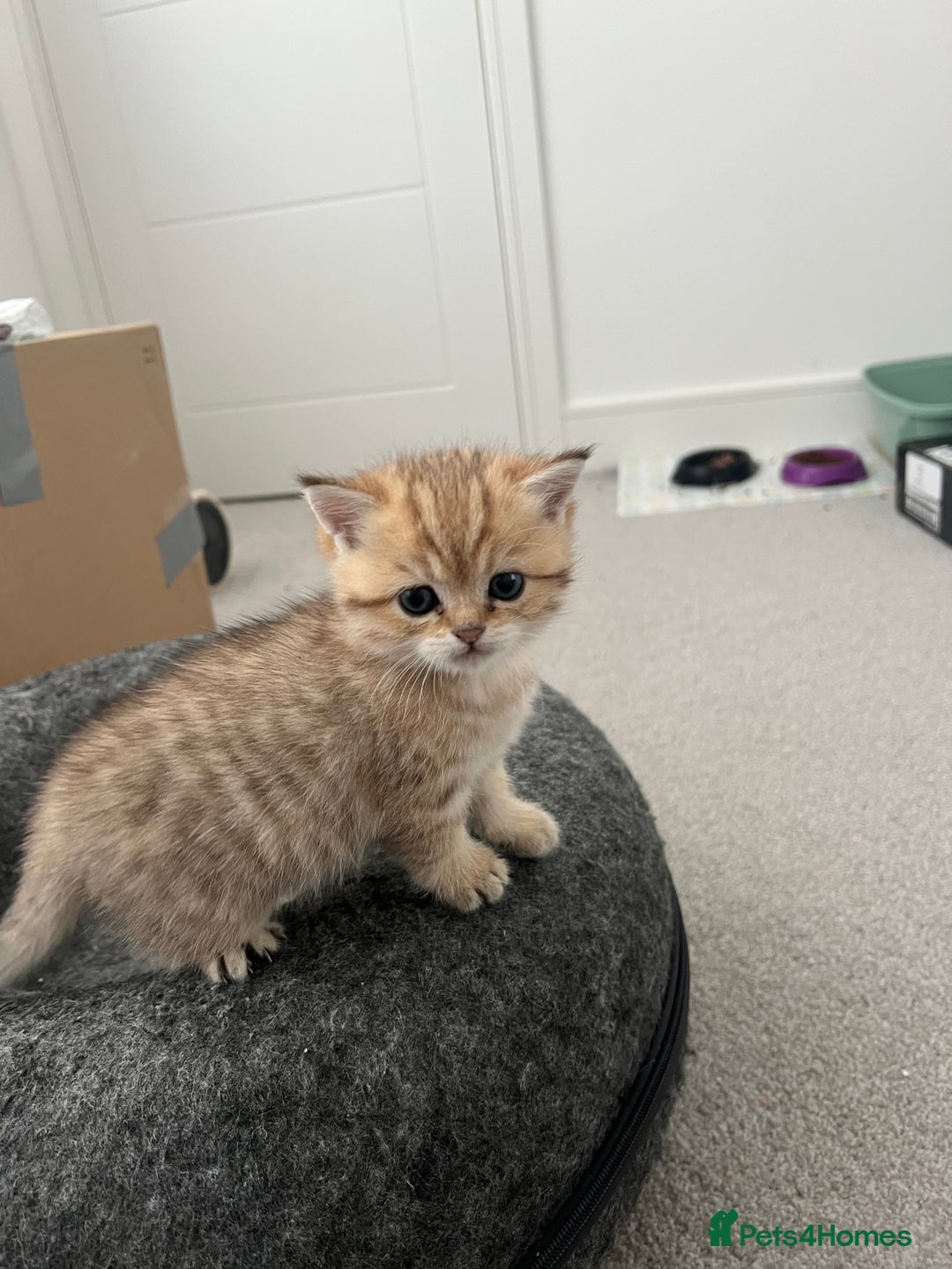 British Shorthair cats for sale: Two golden British Shorthair females - Advert 11