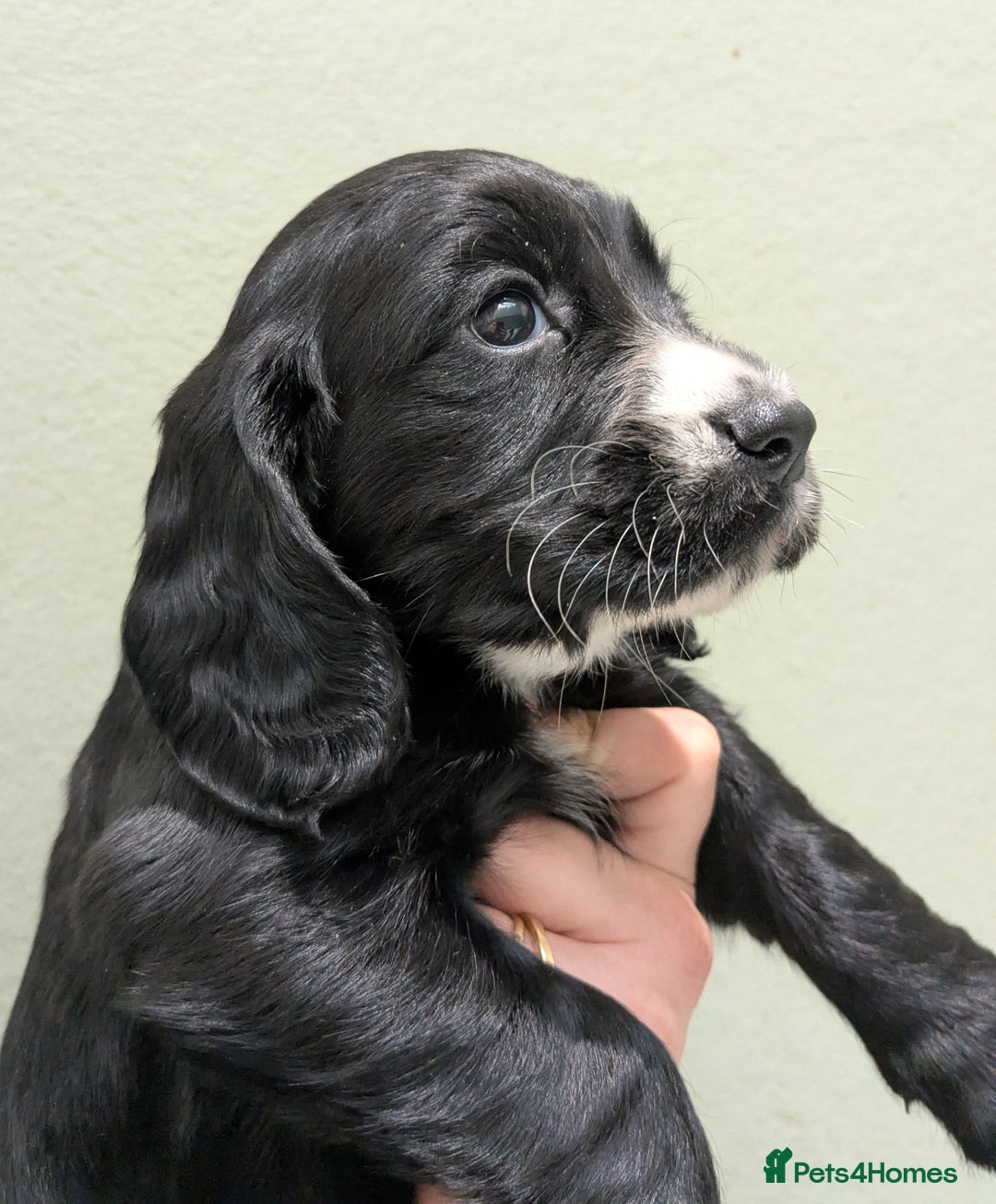 Cocker Spaniel dogs for sale: Beautiful Cocker Girl Pups, READY TO LEAVE-27.7.25 - Image 5