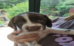 English Springer Spaniel dogs for sale: English springer spaniel puppies  - Image 4