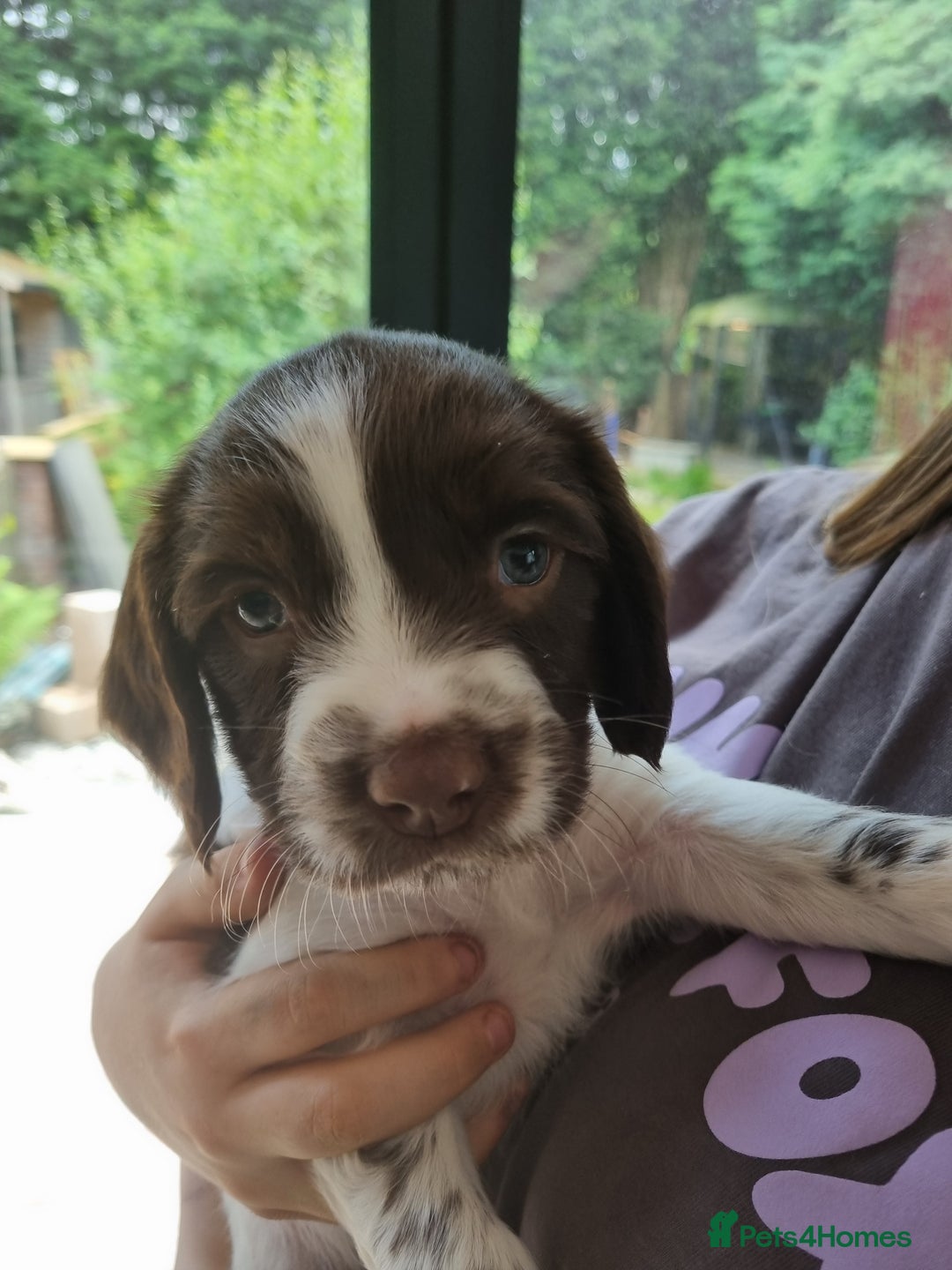 English Springer Spaniel dogs for sale: English springer spaniel puppies  - Image 4