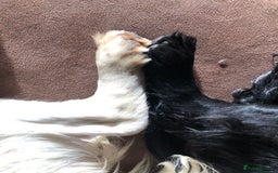 Cocker Spaniel dogs for sale: Outstanding Cocker Spaniel Puppies for Sale.  - Image 9