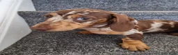 Miniature Dachshund dogs for sale: READY NOW Full Vaccination Dachshund Flufy & Smoth - Advert 3