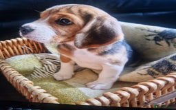Beagle dogs for sale: (5th gen) pure pedigree beagle puppy - Image 12