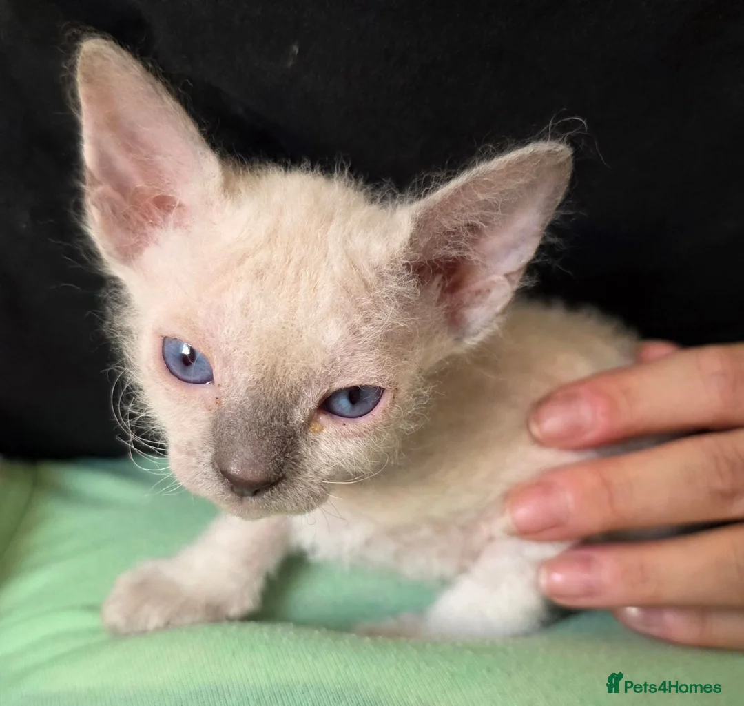 Sphynx cats for sale: Sphynx kittens 1 male 1 female left - Advert 2