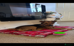 Patterdale Terrier dogs for sale: 2yr old patterdale  - Advert 4