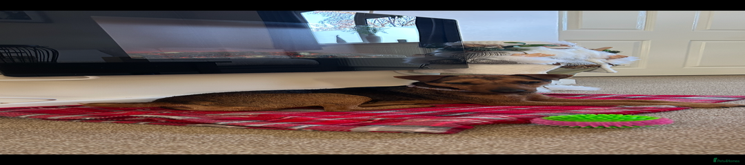 Patterdale Terrier 1