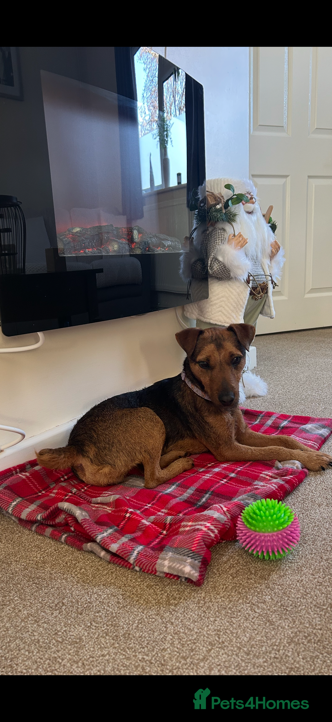 Patterdale Terrier dogs for sale: 2yr old patterdale  - Advert 4