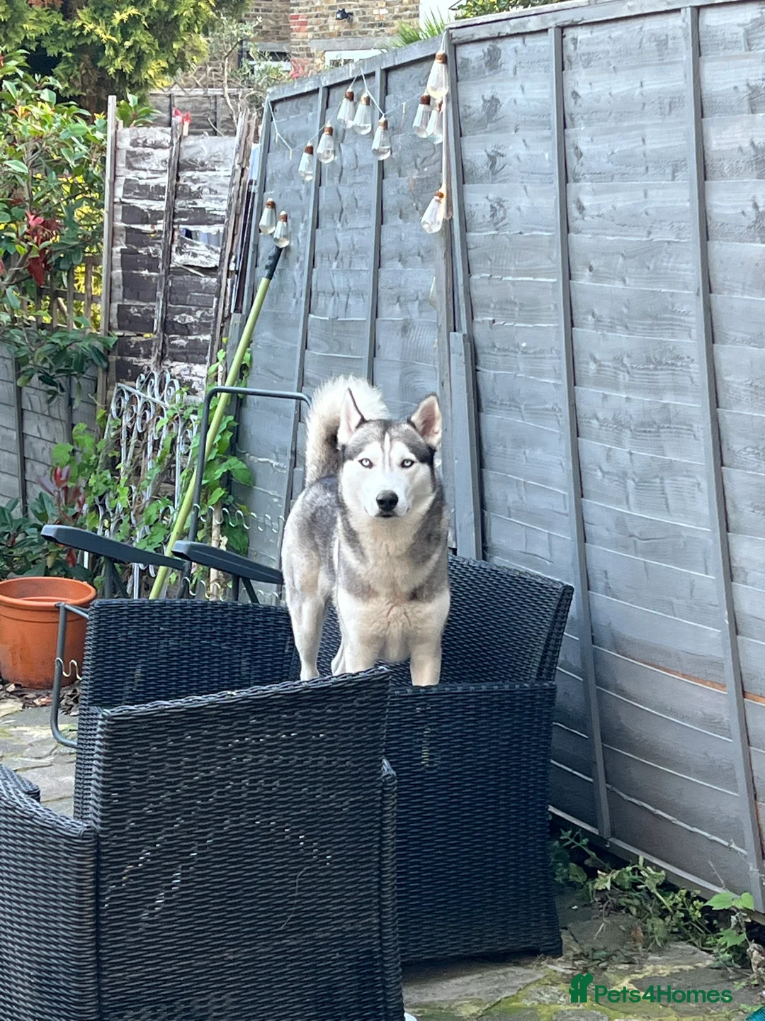 Siberian Husky dogs for stud: Siberian Husky For Stud in London - Advert 4