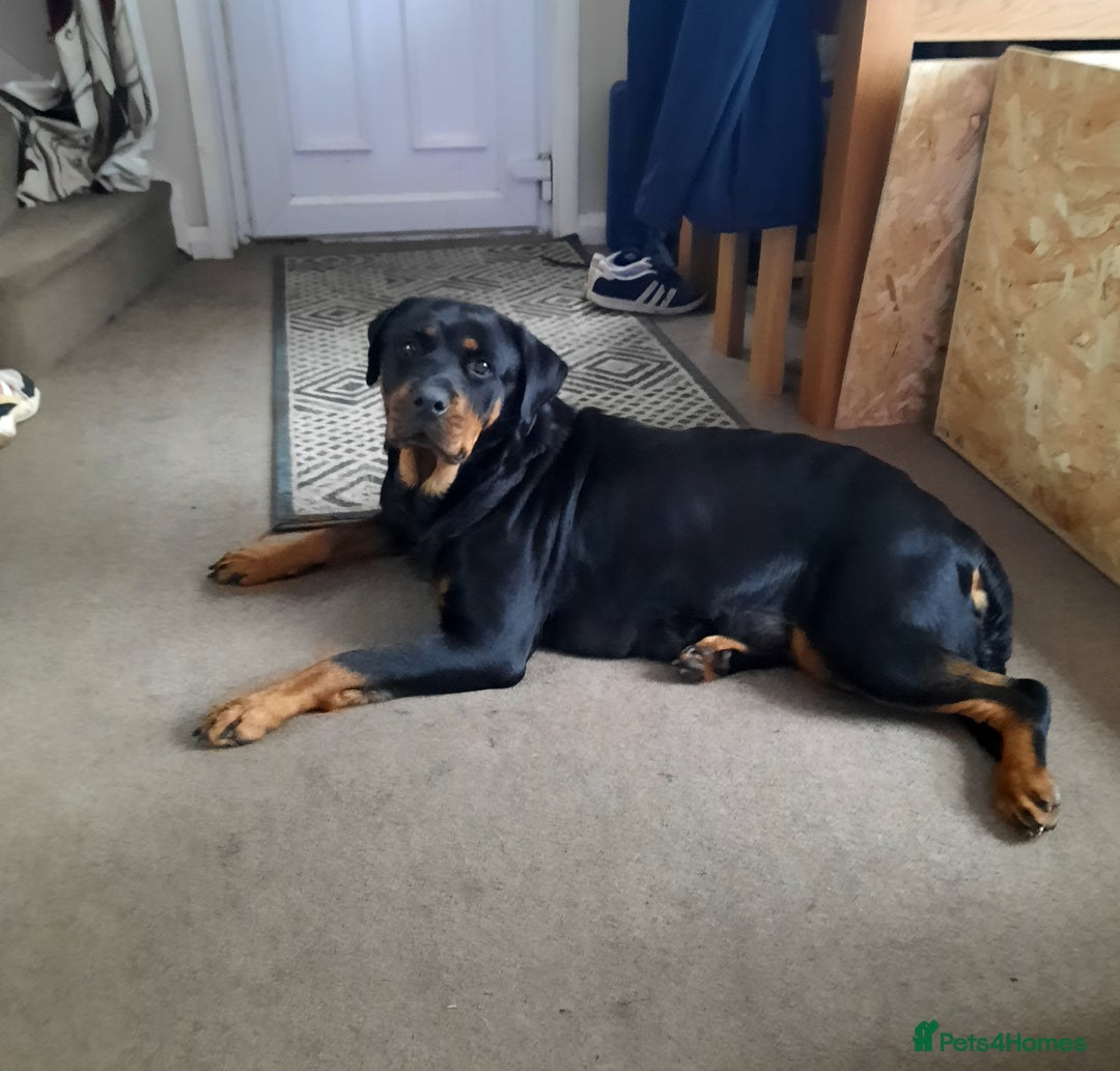 Rottweiler dogs for sale:  Beautiful Rottweiler puppies  - Image 9