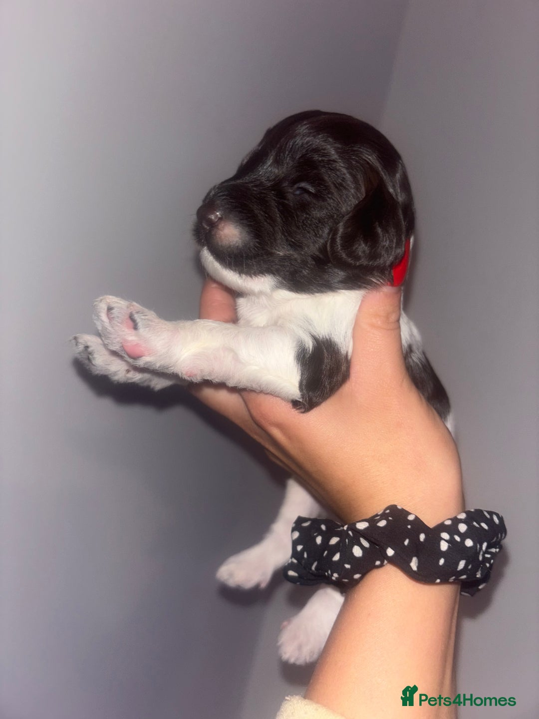 Cockapoo dogs for sale: Cockapoos puppies for sale *ready 19th feb* - Advert 8