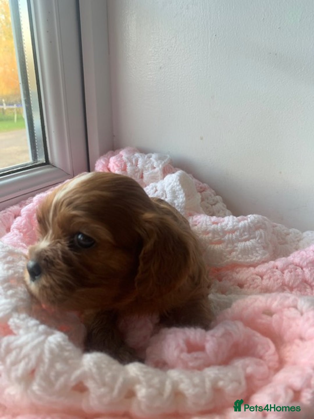 Cavalier King Charles Spaniel dogs for sale: ruby & black and tan kc reg pups - Advert 4