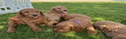 Cockapoo dogs for sale: Quality Cockapoo Puppies - Advert 12